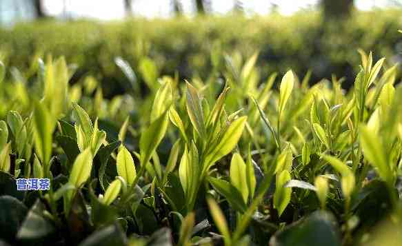 普洱茶的种植和管理，深度解析：普洱茶的种植与管理技术