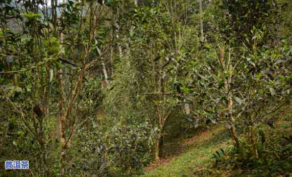 保护区内种植普洱茶-保护区内种植普洱茶违法吗