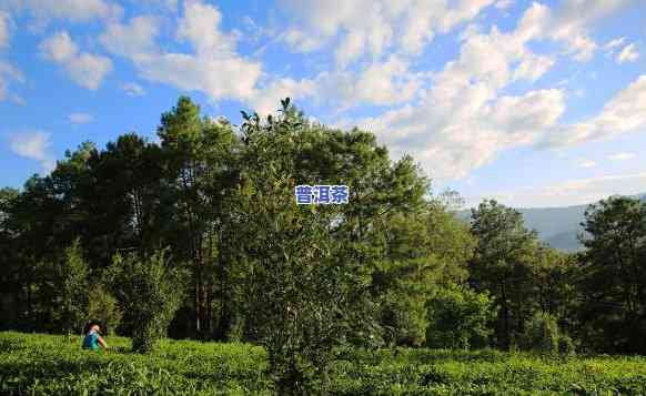 保护区内种植普洱茶-保护区内种植普洱茶违法吗