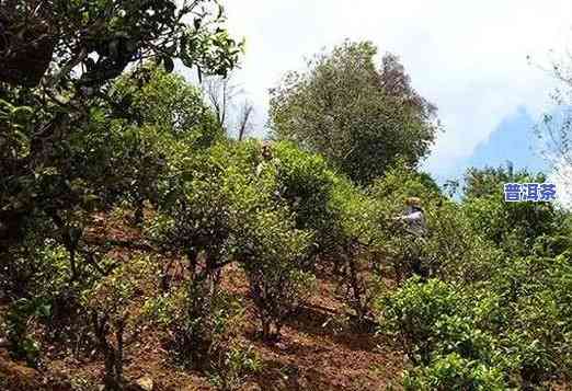 保护区内种植普洱茶-保护区内种植普洱茶违法吗