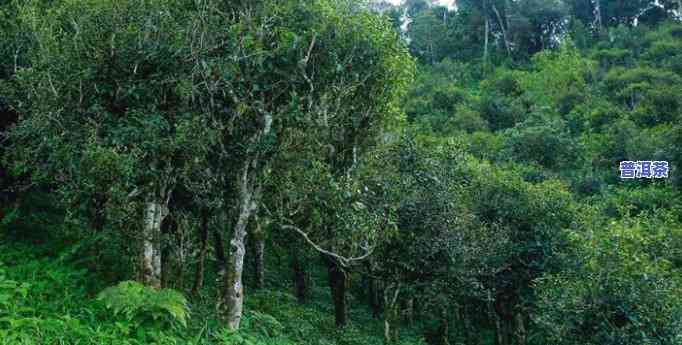 保护区内种植普洱茶-保护区内种植普洱茶违法吗