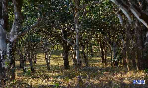 生产普洱茶种植基地在哪里，揭秘普洱茶种植基地：产地探寻与品质解析