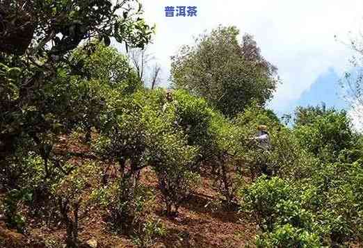 生产普洱茶种植基地在哪里，揭秘普洱茶种植基地：产地探寻与品质解析