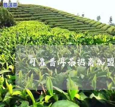 长沙可靠普洱茶招商-长沙可靠普洱茶招商的地方