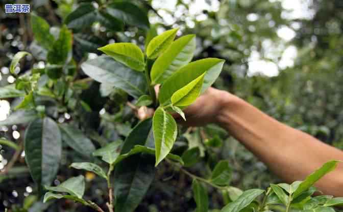 普洱茶是工艺还是茶树品种，探究普洱茶：是工艺的杰作，还是特别的茶树品种？