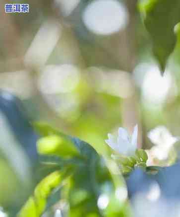 普洱茶树要几年才能长大，揭秘普洱茶树成长周期：需要多少年才能长大？