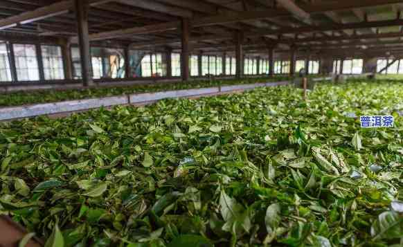 西双版纳普洱茶一线制茶师-西双版纳普洱茶厂