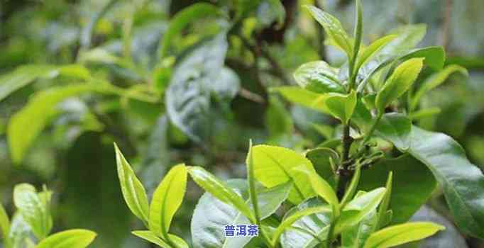 广西产普洱茶吗，揭秘：广西是不是盛产普洱茶？