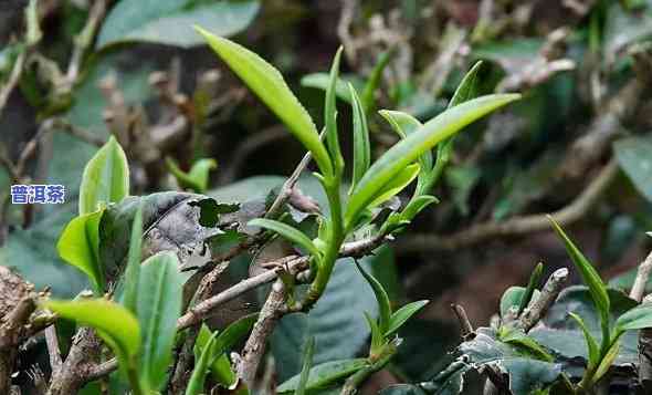 云南普洱弯弓茶特点-弯弓普洱茶的特点