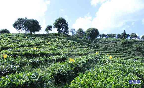 普洱茶代可以代理吗-普洱茶代理骗局