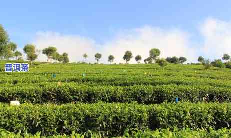 云南普洱茶直播基地，探索云南普洱茶的魅力：揭秘直播基地的奥秘