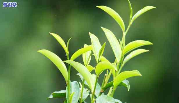 普洱茶在哪里买比较好一点-普洱茶在哪里买比较好一点的