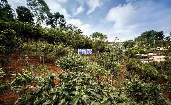 普洱茶种植条件与时间请求详解