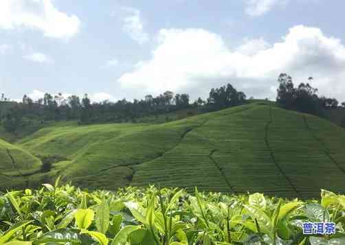 普洱茶的种植条件，揭秘普洱茶种植的理想环境：气候、土壤与管理的关键因素