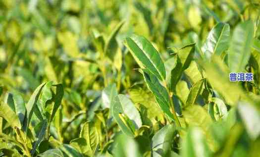 普洱茶种植条件时间-普洱茶种植条件时间是多少