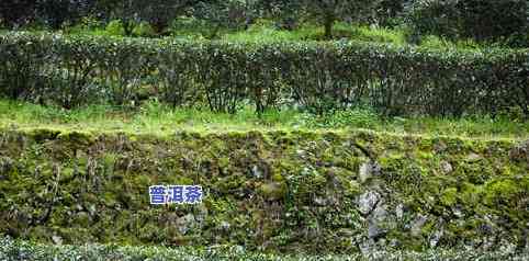 普洱茶种植条件时间-普洱茶种植条件时间是多少