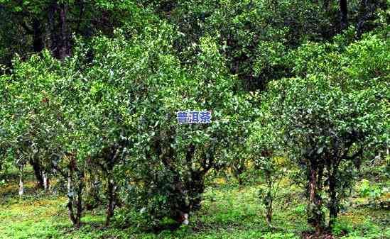 普洱茶怎样种植水稻-普洱茶怎样种植水稻视频