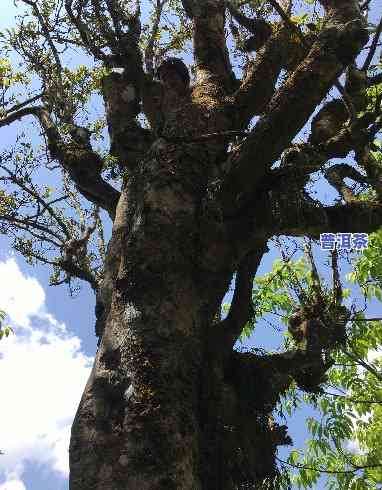 古树普洱茶树，千年古树普洱：品味历史的韵味与甘醇