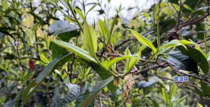 古树普洱茶讲解视频大：深度解析与实拍图解