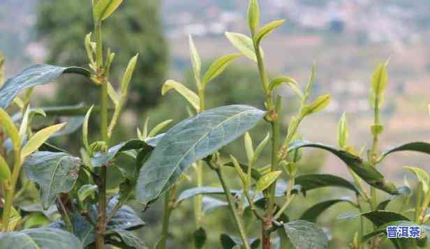 普洱茶有种植过程吗-普洱茶有种植过程吗视频