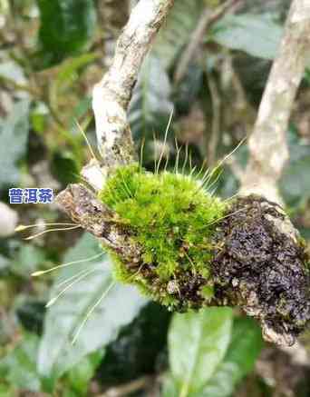 为什么普洱茶晚上就要杀青呢，揭秘普洱茶晚间杀青的奥秘