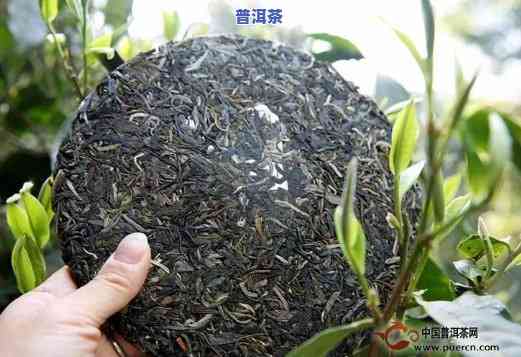 普洱生茶更佳保存方法：口感与品质的双重保障