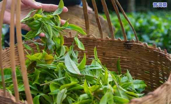 普洱茶文化大观是什么，探索普洱茶文化的魅力：走进普洱茶文化大观