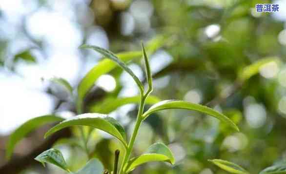 新鲜的普洱茶有哪几种香味呢，探秘普洱茶：新鲜茶叶的四种特别香气