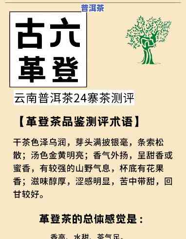 探究革登普洱茶口感特点：是不是好喝？