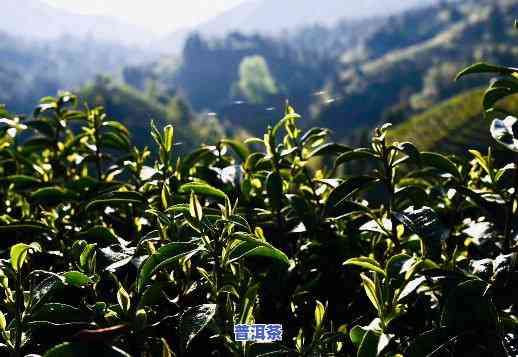 宜春普洱茶怎样代理-宜春普洱茶怎样代理销售