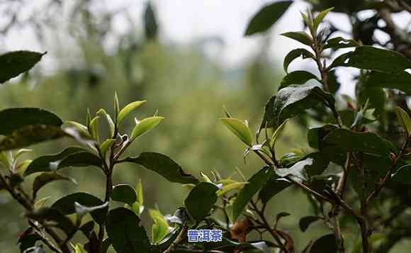 普洱冰岛：小叶茶还是大叶茶？探讨其品种特点与优劣