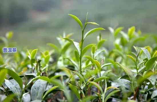 普洱茶种植条件，探究普洱茶的种植条件，揭秘优质茶叶的秘密