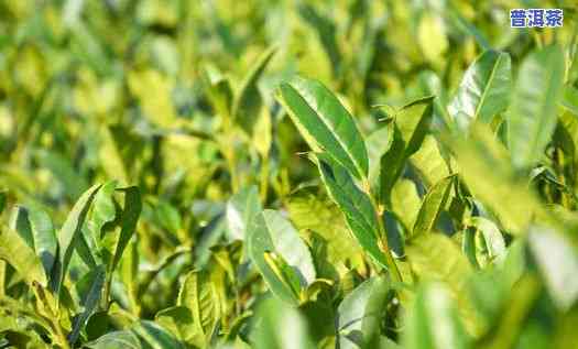 普洱茶种植条件，探究普洱茶的种植条件，揭秘优质茶叶的秘密