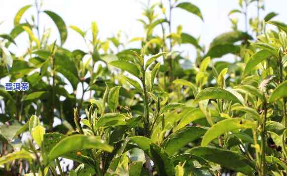 普洱茶种植条件，探究普洱茶的种植条件，揭秘优质茶叶的秘密