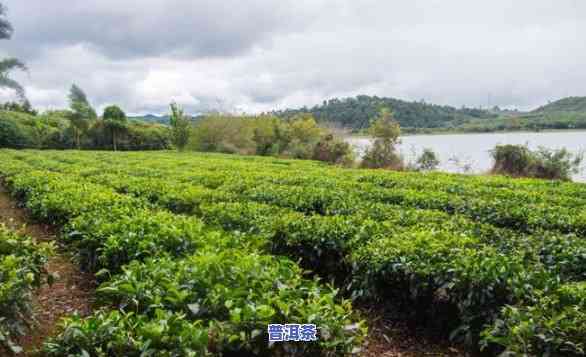 普洱茶农电话：熟悉普洱茶厂及农业庄园信息