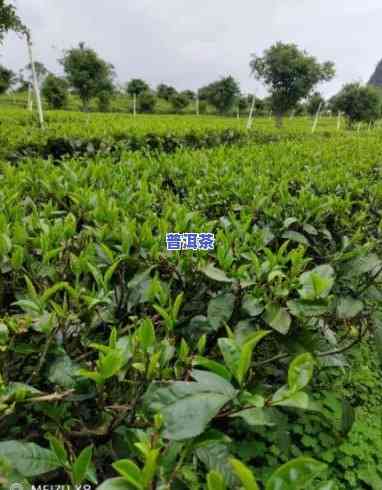 普洱茶种植联系电话-普洱茶农电话