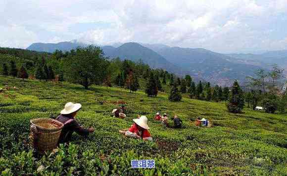 普洱茶种植联系电话-普洱茶农电话