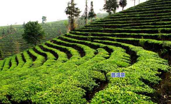 普洱茶种植联系电话-普洱茶农电话