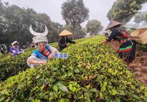 普洱茶种植联系电话-普洱茶农电话