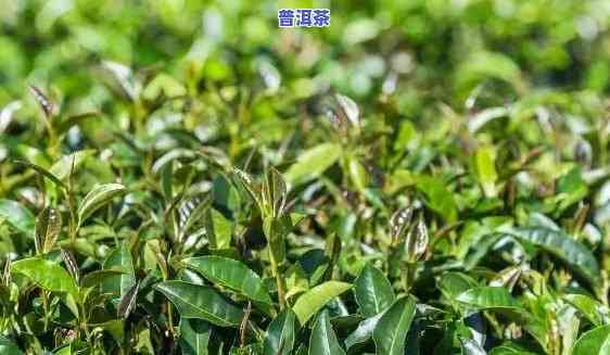 普洱茶叶种植，深入探索：普洱茶叶种植的科学方法与历史文化