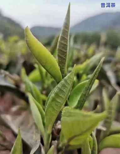 普洱茶的种植和制作-普洱茶的种植和制作方法