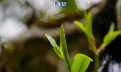 云南特级普洱茶熟茶价格表-云南特级普洱茶熟茶价格表及图片