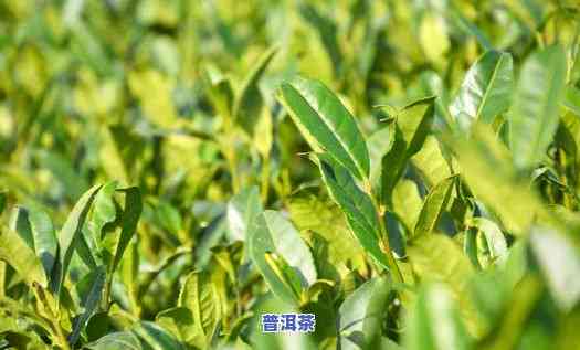 普洱茶种植视频教程-普洱茶种植视频教程