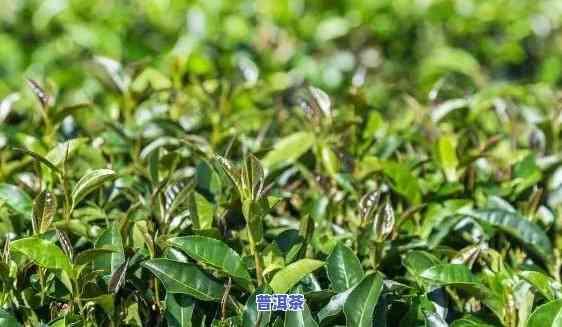 普洱茶种植视频教程-普洱茶种植视频教程