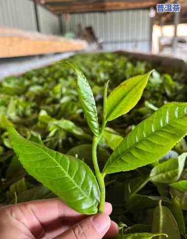 普洱茶种植视频教程-普洱茶种植视频教程