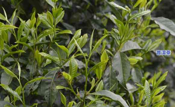 普洱茶茶叶叶子大吗？查看高清图片大全及精美欣赏