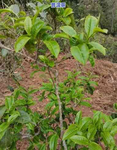 大叶种普洱茶的功效，揭示大叶种普洱茶的神奇功效，让您更健康！