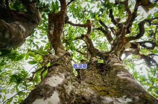 大叶种普洱茶贵吗值得买吗-大叶种普洱茶贵吗值得买吗