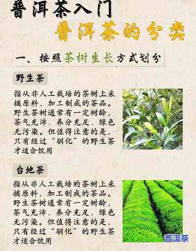 普洱茶是不是属于茶叶？探讨其分类归属