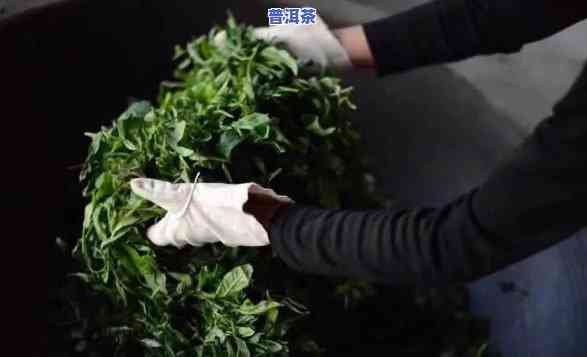 普洱茶杀青前需多长时间萎凋？掌握温度与时间关键